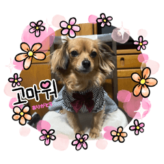 [LINEスタンプ] チワックスRUBYの使えるスタンプ