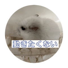 [LINEスタンプ] たぶん実用性があるハムスタースタンプ