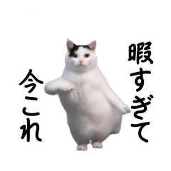 [LINEスタンプ] 動く！今これ猫ミーム！