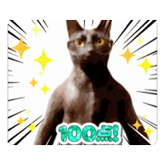 [LINEスタンプ] お酒とネコ好きな日常会話34