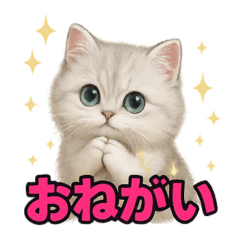 [LINEスタンプ] 子ネコverペルシャ