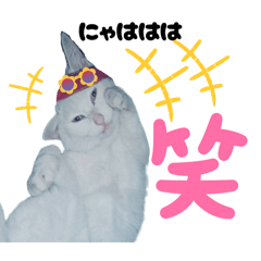 [LINEスタンプ] 白猫（日本猫）の愛と幸運が溢れるスタンプ
