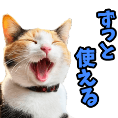 [LINEスタンプ] ずっと使える☆関西弁にゃんこ