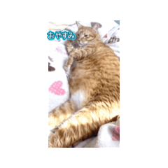 [LINEスタンプ] ワン☆ニャンズ 