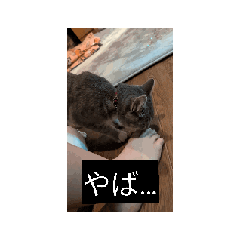 [LINEスタンプ] マロンの日常 11.10 