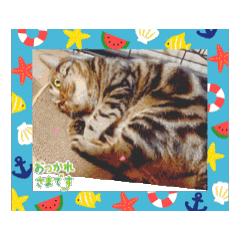 [LINEスタンプ] 笑う猫シャワー