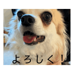 [LINEスタンプ] 動く！！私の家のこたけくん 