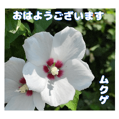 [LINEスタンプ] 7月のお花で、日々のご挨拶