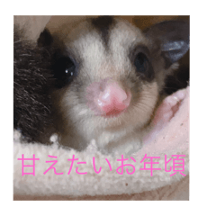 [LINEスタンプ] モモンガの日常（幼少期