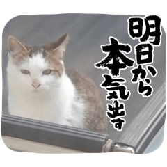 [LINEスタンプ] 秋刀魚(豆大福)
