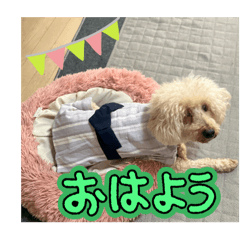 [LINEスタンプ] 石油王付き でかプードル 夏