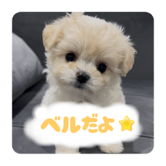 [LINEスタンプ] チワリーゼのベルちゃん2