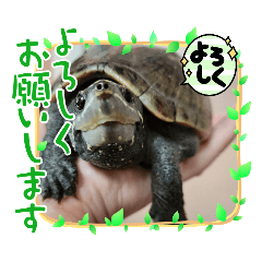 [LINEスタンプ] ガメちゃんと家族⭐