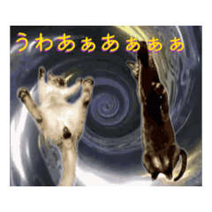 [LINEスタンプ] お酒とネコ好きな日常会話35