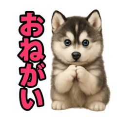 [LINEスタンプ] 子犬verハスキー