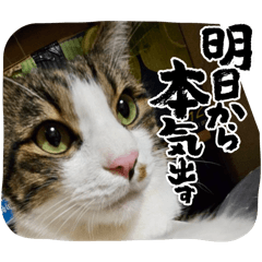 [LINEスタンプ] 豆大福(さんま)と仲間達