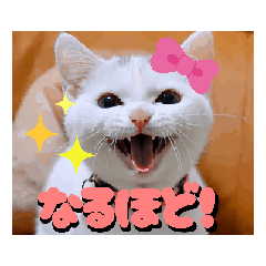 [LINEスタンプ] 動く！めっちゃ笑顔の猫スタンプ！