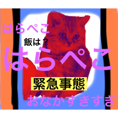 [LINEスタンプ] 子猫のまいにちまいにち