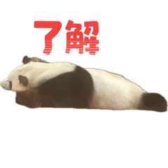 [LINEスタンプ] スーパー可愛いパンダのスタンプ fetchpriority=high