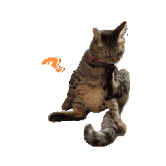 [LINEスタンプ] お話上手な猫…蘭丸くん♂と透明感 