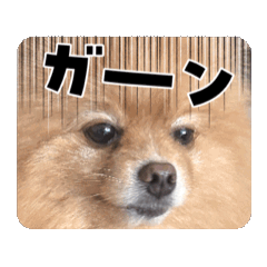 [LINEスタンプ] たかまつけのかぞくたち 
