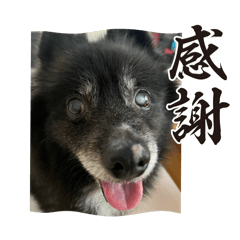 [LINEスタンプ] ころすけ16歳！ポメラニアンやってます！ 3
