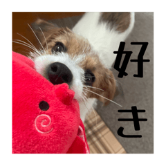 [LINEスタンプ] ドビわんこスタンプの2
