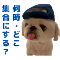 [LINEスタンプ] ペキニーズ みるくのスタンプ5