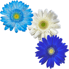 [LINEスタンプ] 花の写真（ガーベラ）アレンジ用 2