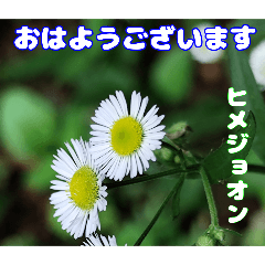 [LINEスタンプ] 夏の盛りのお花で、日々のご挨拶を