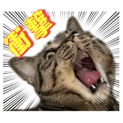 [LINEスタンプ] ハッピー＆ラッキースタンプ(=^ェ^=) ⑯