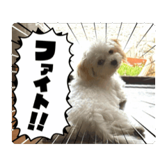 [LINEスタンプ] 堀口家のサンジくん 