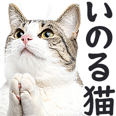 [LINEスタンプ] 祈る猫