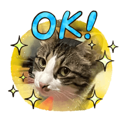 [LINEスタンプ] きなことぶ〜太郎