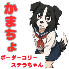 [LINEスタンプ] ステラちゃん(ボーダーコリー)の日常