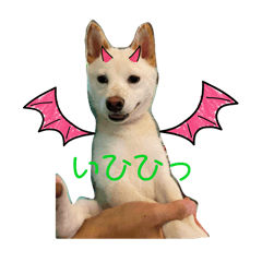 [LINEスタンプ] 豆柴のソロ活動 ①