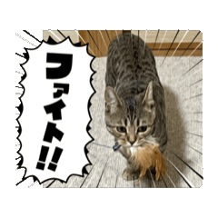 [LINEスタンプ] 猫のココ① fetchpriority=high