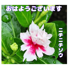[LINEスタンプ] 夏の山野草のお花で、日々のご挨拶