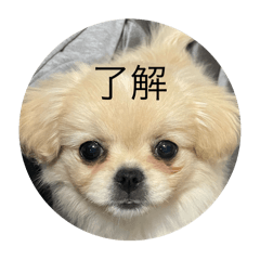 [LINEスタンプ] ぽん オリジナルスタンプ