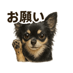 [LINEスタンプ] しょこりん話始めます