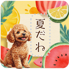 [LINEスタンプ] 夏だよ！トイプードル★メッセージスタンプ