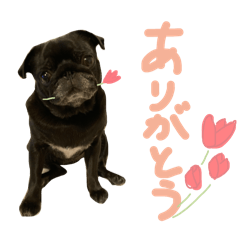[LINEスタンプ] 名犬サニーのスタンプ
