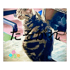 [LINEスタンプ] メンタル屋  #️⃣猫 