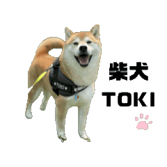 [LINEスタンプ] 柴犬トキスタンプ 動くver 