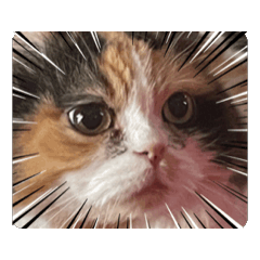 [LINEスタンプ] 三毛猫ルーシー 