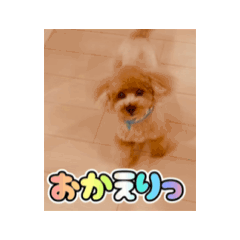 [LINEスタンプ] 動くトイプードル♡アイルスタンプVOL2 