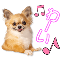 [LINEスタンプ] 藤井家のこころ＆さくら＆コロ＆フクちゃん