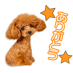 [LINEスタンプ] 塚本家のピノちゃん