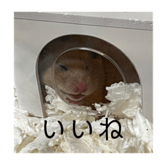 [LINEスタンプ] きぬ・もめん・いなり3