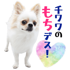 [LINEスタンプ] チワワのもちデス！ 実写 家族で毎日使える